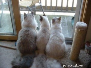 Meet Charlie: The Adorable Ragdoll of the Week