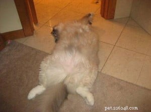 Meet Charlie: The Adorable Ragdoll of the Week