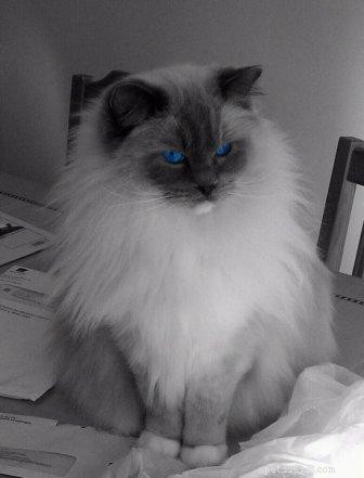 Meet Charlie: The Adorable Ragdoll of the Week