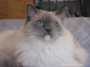Meet Charlie: The Adorable Ragdoll of the Week