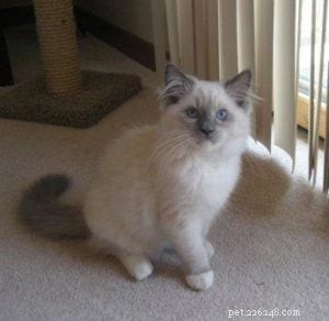 Meet Charlie: The Adorable Ragdoll of the Week