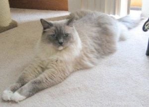 Meet Charlie: The Adorable Ragdoll of the Week