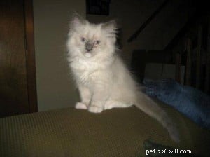Meet Charlie: The Adorable Ragdoll of the Week