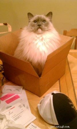 Meet Charlie: The Adorable Ragdoll of the Week