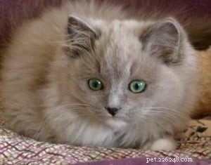 Meet Mulsanne: 2‑Year‑Old Blue‑Mitted Ragdoll Cat