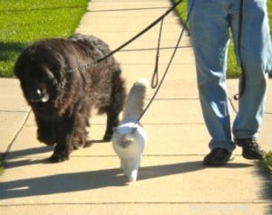 Meet Mulsanne: 2‑Year‑Old Blue‑Mitted Ragdoll Cat