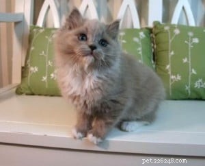 Olivia Grace: Ragdoll Kitten of the Month – A Heartwarming New Arrival