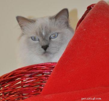Meet Mulsanne: 2‑Year‑Old Blue‑Mitted Ragdoll Cat