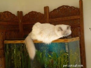 Meet Mulsanne: 2‑Year‑Old Blue‑Mitted Ragdoll Cat