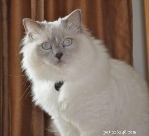 Meet Mulsanne: 2‑Year‑Old Blue‑Mitted Ragdoll Cat