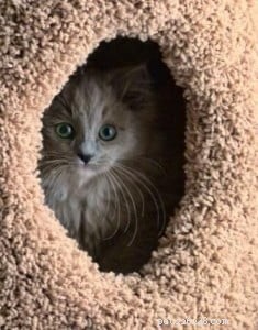Olivia Grace: Ragdoll Kitten of the Month – A Heartwarming New Arrival