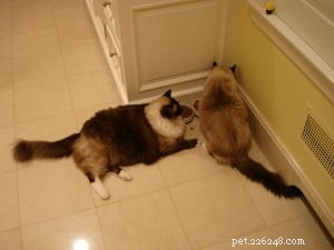 Dr. Jean Hofve, DVM: Expert Guide to Cat Obesity & Healthy Weight Management