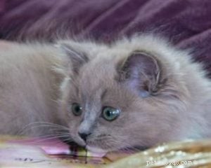Olivia Grace: Ragdoll Kitten of the Month – A Heartwarming New Arrival