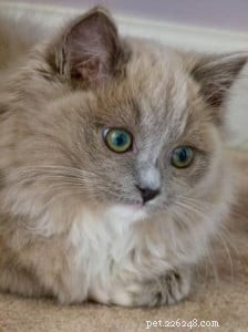 Olivia Grace: Ragdoll Kitten of the Month – A Heartwarming New Arrival