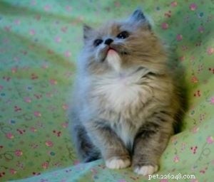 Olivia Grace: Ragdoll Kitten of the Month – A Heartwarming New Arrival
