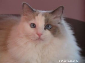 Meet Tessa: A 6‑Year‑Old Blue Bi‑Color Ragdoll Cat