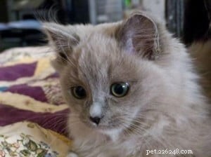 Olivia Grace: Ragdoll Kitten of the Month – A Heartwarming New Arrival