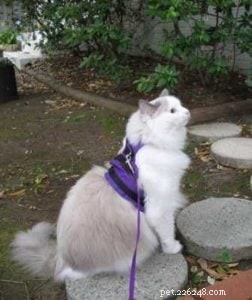 Meet Tessa: A 6‑Year‑Old Blue Bi‑Color Ragdoll Cat