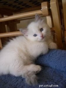 Meet Tessa: A 6‑Year‑Old Blue Bi‑Color Ragdoll Cat