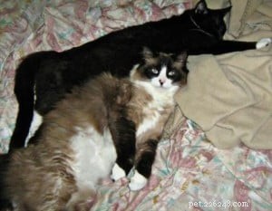 Meet Gracie: Spotlight on Our Ragdoll of the Week