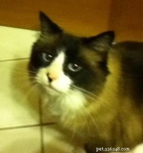 Meet Gracie: Spotlight on Our Ragdoll of the Week