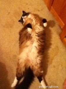 Meet Gracie: Spotlight on Our Ragdoll of the Week