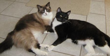 Meet Gracie: Spotlight on Our Ragdoll of the Week