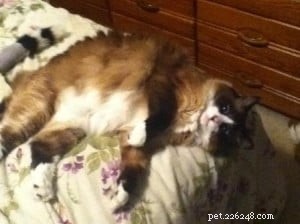 Meet Gracie: Spotlight on Our Ragdoll of the Week