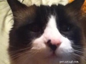 Meet Gracie: Spotlight on Our Ragdoll of the Week
