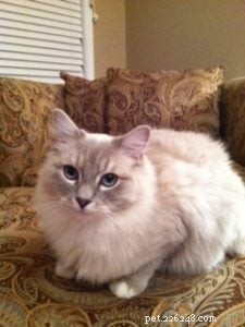 Managing a Sensitive Stomach in Your Ragdoll Cat: Expert Tips & Solutions