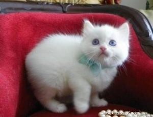 Teague the Ragdoll: A Sweet Story of Family and Feline Friendship