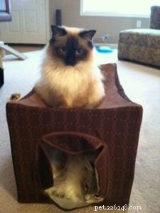 Managing a Sensitive Stomach in Your Ragdoll Cat: Expert Tips & Solutions