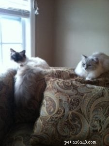 Managing a Sensitive Stomach in Your Ragdoll Cat: Expert Tips & Solutions