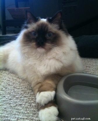 Mooshu: The Ragdoll Cat Who Became a Family Treasure