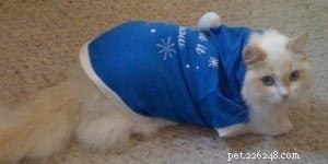 Teague the Ragdoll: A Sweet Story of Family and Feline Friendship