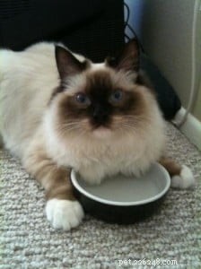 Mooshu: The Ragdoll Cat Who Became a Family Treasure