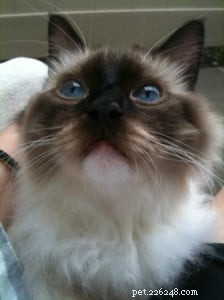 Mooshu: The Ragdoll Cat Who Became a Family Treasure