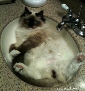Mooshu: The Ragdoll Cat Who Became a Family Treasure