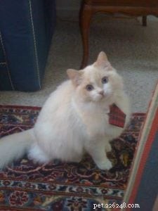 Teague the Ragdoll: A Sweet Story of Family and Feline Friendship