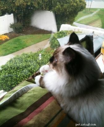 Mooshu: The Ragdoll Cat Who Became a Family Treasure