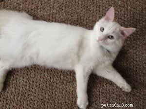 Meet Pandemonium: The Spunky Ragdoll of the Week