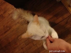 Meet Pandemonium: The Spunky Ragdoll of the Week