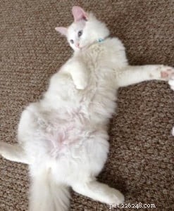 Meet Pandemonium: The Spunky Ragdoll of the Week