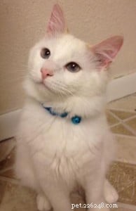 Meet Pandemonium: The Spunky Ragdoll of the Week