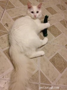 Meet Pandemonium: The Spunky Ragdoll of the Week
