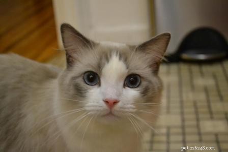 Meet Huxley: The Stunning Blue‑Bicolor Ragdoll of the Week