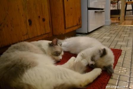 Meet Huxley: The Stunning Blue‑Bicolor Ragdoll of the Week