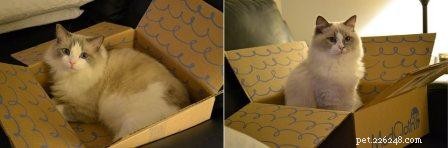 Meet Huxley: The Stunning Blue‑Bicolor Ragdoll of the Week