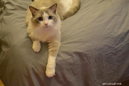 Meet Huxley: The Stunning Blue‑Bicolor Ragdoll of the Week