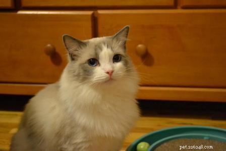 Meet Huxley: The Stunning Blue‑Bicolor Ragdoll of the Week
